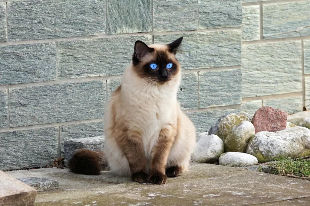 A Siamese cat with striking blue eyes sitting on a stone path outdoors.