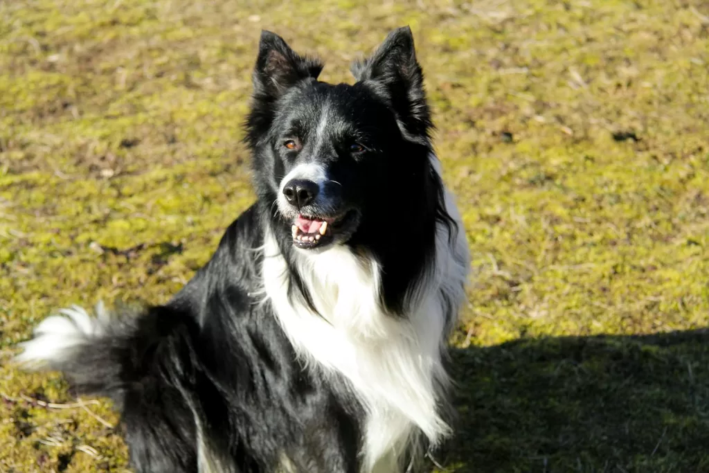 Border Collie Sitting on Green Grass