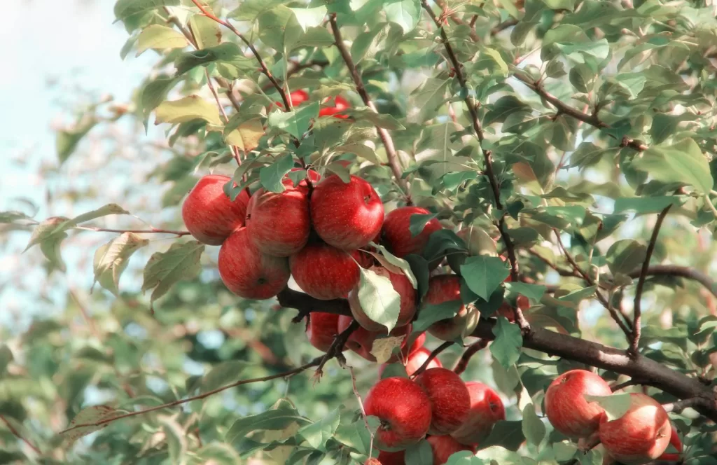 A cluster of ripe red apples growing on a tree branch in the orchard, showcasing their vibrant color and natural beauty.