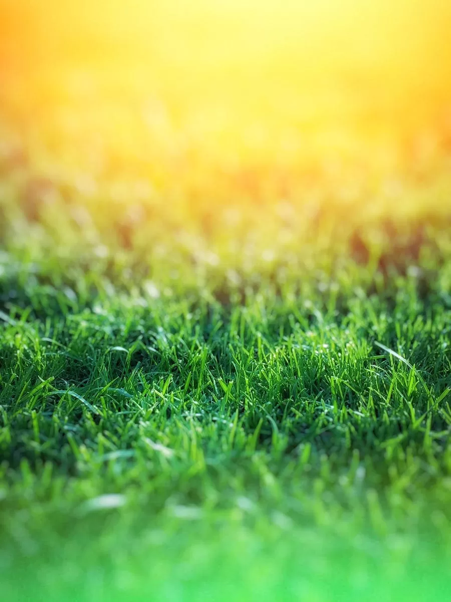 Vibrant green grass under warm sunlight, a tranquil outdoor scene.