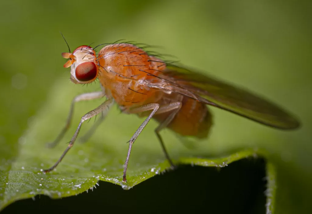 Detailed macro image of a fruit fly (Drosophila melanogaster) on a green leaf.