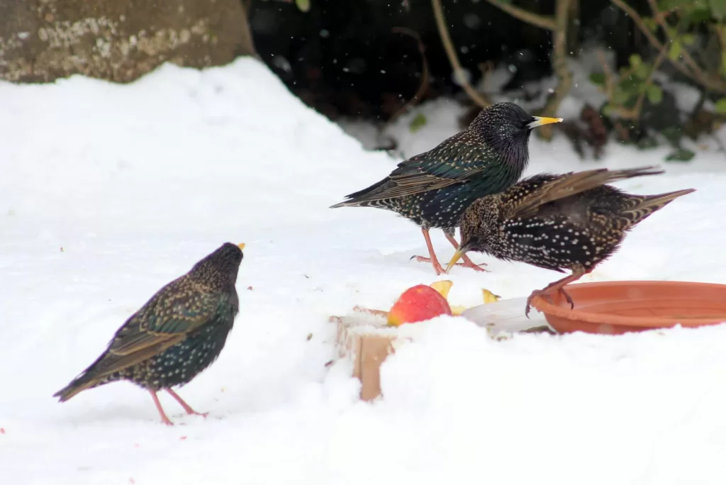 Three European starlings search for food in a snowy garden. Winter wildlife scene.